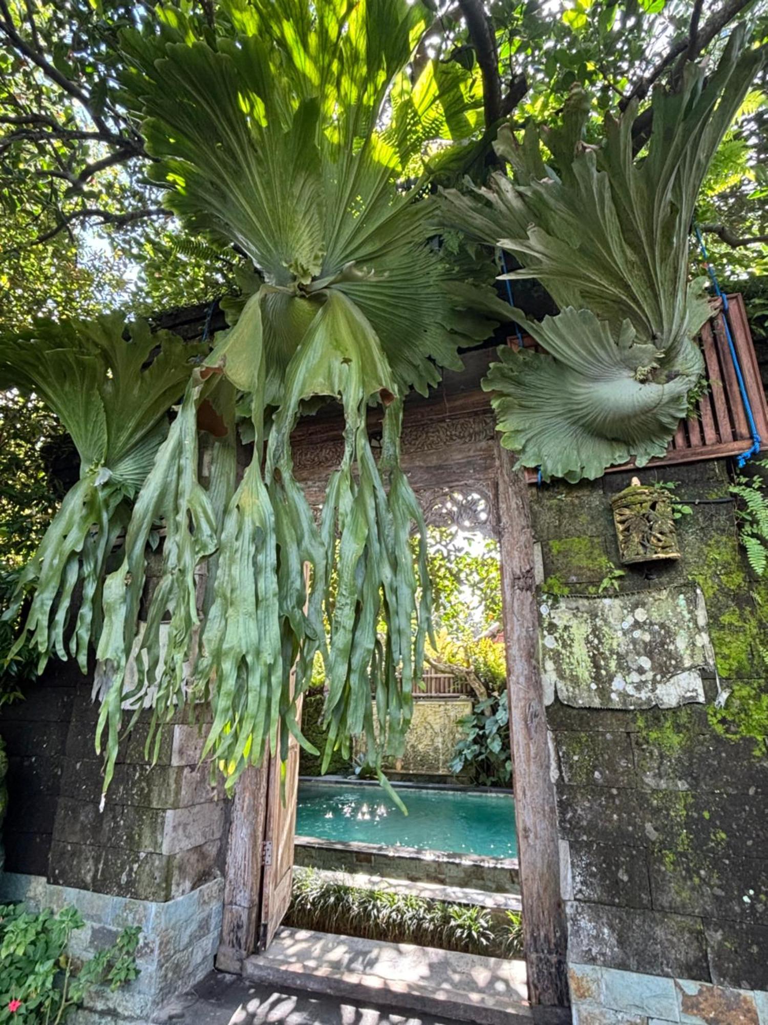 Bumbung Sari Villa Ουμπούντ Εξωτερικό φωτογραφία